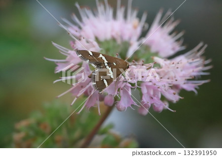 一隻白條紋蛾在秋季花園裡盛開的淡粉色雛菊花中吸食花蜜 132391950
