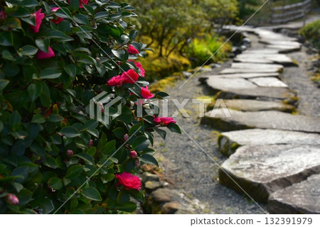 Red camellia flowers and stone pavement Red camellia flowers and stone pavement 132391979