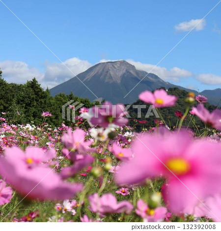 秋天天空下的大波斯菊和大山的壯麗景色 132392008