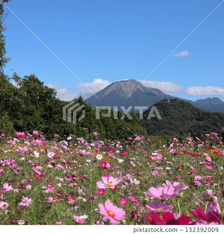 秋天天空下的大波斯菊和大山的壯麗景色 132392009