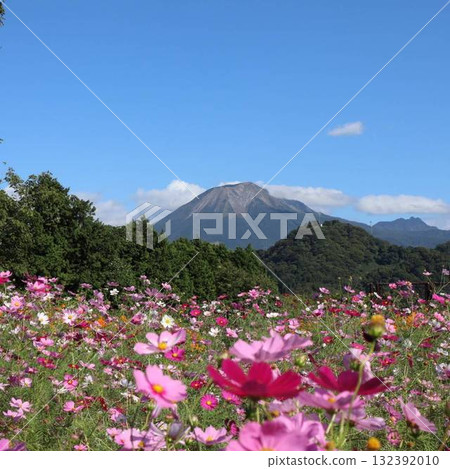 秋天天空下的大波斯菊和大山的壯麗景色 秋天天空下的大波斯菊和大山的壯麗景色 132392010