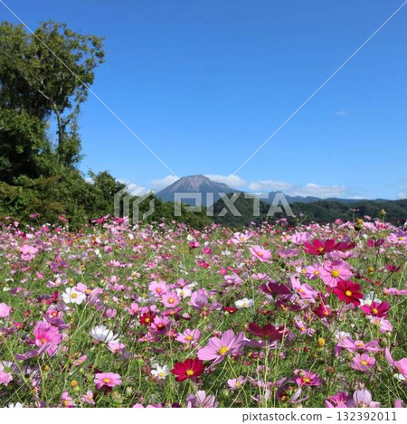 Cosmos and the magnificent view of Mt. Daisen against the autumn sky Cosmos and the magnificent view of Mt. Daisen against the autumn sky 132392011