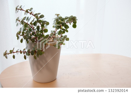 Houseplant placed on the window side Houseplant placed on the window side 132392014