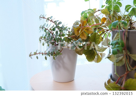 Houseplant placed on the window side Houseplant placed on the window side 132392015