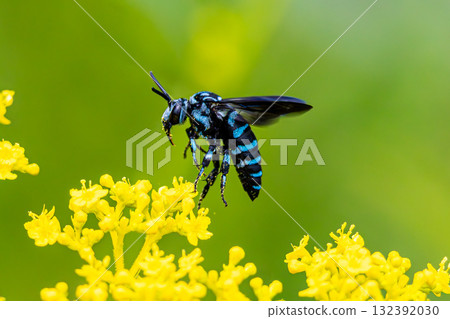 Rurimon beech Rurimon beech 132392030