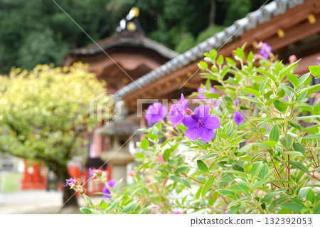 Purple Lithospermum japonica blooming against the backdrop of Wakaura Tenmangu Shrine Purple Lithospermum japonica blooming against the backdrop of Wakaura Tenmangu Shrine 132392053