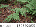 枯葉之上長出綠色蕨葉 [十月] 132392055