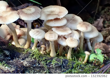 蜜環菌（251009、利本市市東由里市八潮山麓） 132392062