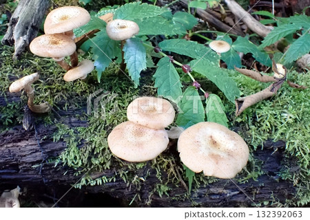 蜜環菌（251009、利本市市東由里市八潮山麓） 132392063