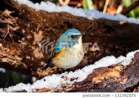 紅脅藍尾鴝 132392078