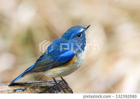 Ruribitaki 132392080