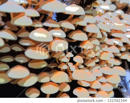 倒下的樹上密密麻麻地生長著白色的蘑菇（afr20251022073944） 132392104