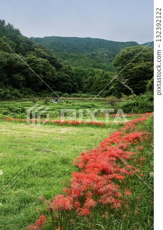 五顏六色的群阿瑪麗利斯 132392122