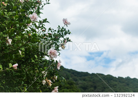 Blue sky and green trees Blue sky and green trees 132392124