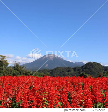 秋天天空下的大波斯菊和大山的壯麗景色 秋天天空下的大波斯菊和大山的壯麗景色 132392204