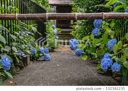 文京繡球節 132392235