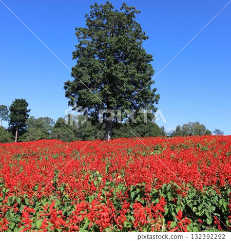 Cosmos and the magnificent view of Mt. Daisen against the autumn sky Cosmos and the magnificent view of Mt. Daisen against the autumn sky 132392292