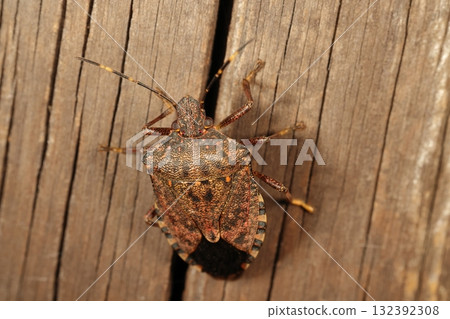 生物,昆蟲,褐色大理石紋臭蟲,體型扁平,長約15毫米。褐色斑駁的圖案是類似樹皮的保護色嗎? 生物,昆蟲,褐色大理石紋臭蟲,體型扁平,長約15毫米。褐色斑駁的圖案是類似樹皮的保護色嗎? 132392308