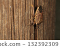 Living creatures, insects, brown marmorated stink bugs, which overwinter as adults. They sometimes invade homes and are hated as nuisance pests. 132392309