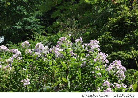 盛夏花園裡花盛開 盛夏花園裡花盛開 132392505