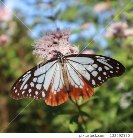 Autumn flowers with the Chestnut Butterfly, the model for Kocho Shinobu, dancing Autumn flowers with the Chestnut Butterfly, the model for Kocho Shinobu, dancing 132392520