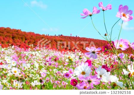 Kokia of the state-owned Hitachihama Beach Park 132392538