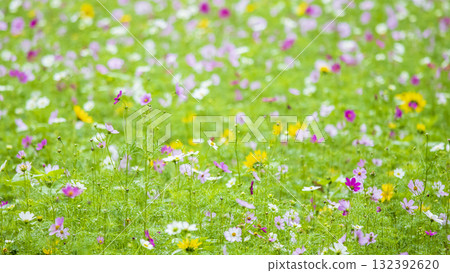 久里濱花卉公園的秋天 132392620