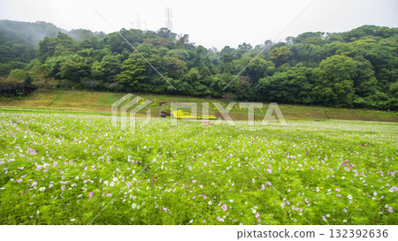 Autumn at Kurihama Flower Park Autumn at Kurihama Flower Park 132392636