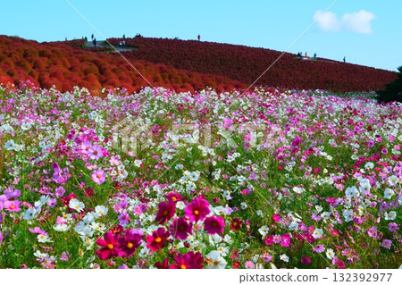 國有的Hitachihama海灘公園的Kokia 132392977