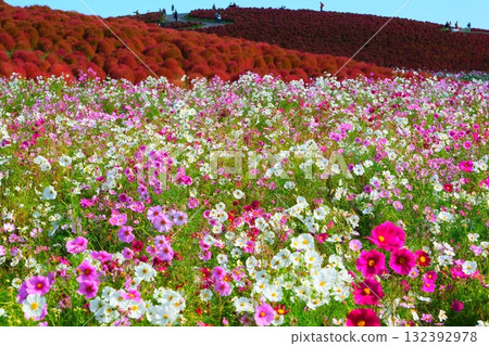 國有的Hitachihama海灘公園的Kokia 132392978