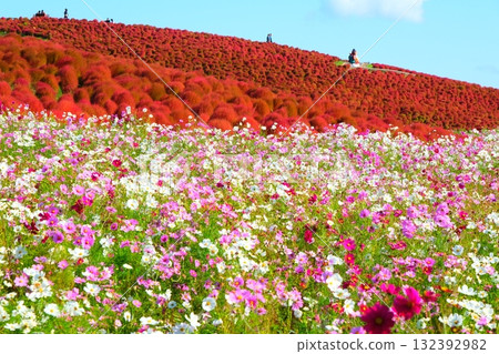 國有的Hitachihama海灘公園的Kokia 132392982