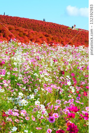 國有的Hitachihama海灘公園的Kokia 132392983