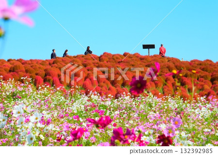 國有的Hitachihama海灘公園的Kokia 132392985