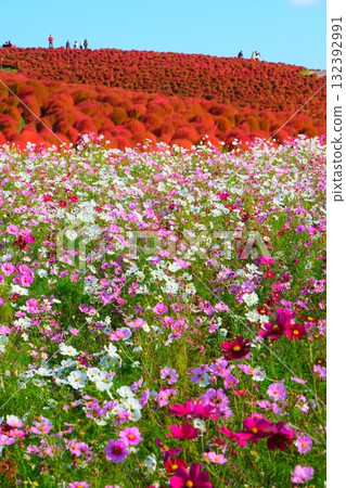 國有的Hitachihama海灘公園的Kokia 132392991