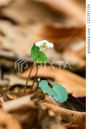 White snow violet White snow violet 132393124