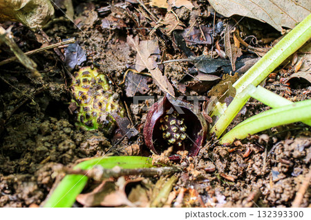 由翻譯提供支持 132393300