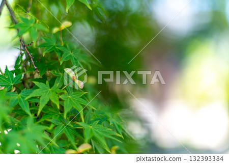 Blue maple Blue maple 132393384