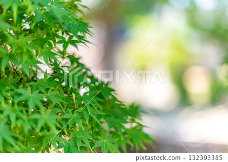 藍楓 藍楓 132393385