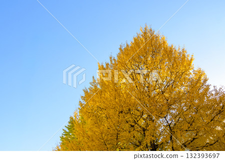Walking through the autumn forest Walking through the autumn forest 132393697