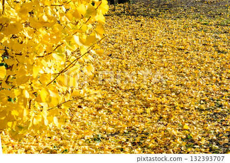 漫步在秋天的森林裡 132393707