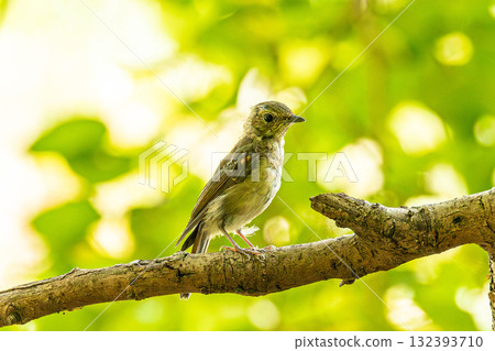 基比塔基 132393710