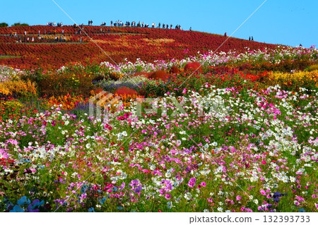 Kokia of the state-owned Hitachihama Beach Park Kokia of the state-owned Hitachihama Beach Park 132393733