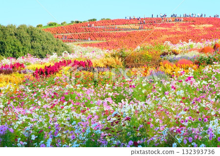 國有的Hitachihama海灘公園的Kokia 國有的Hitachihama海灘公園的Kokia 132393736