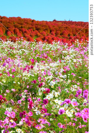 國有的Hitachihama海灘公園的Kokia 國有的Hitachihama海灘公園的Kokia 132393753