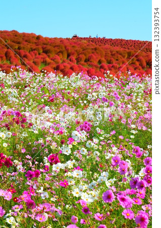 國有的Hitachihama海灘公園的Kokia 132393754