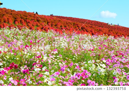 Kokia of the state-owned Hitachihama Beach Park 132393758