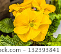 特寫〜報春花朱利安〜 132393841