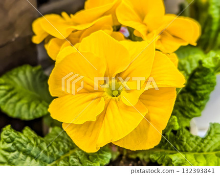 Close-up ~Primula Julian~ 132393841