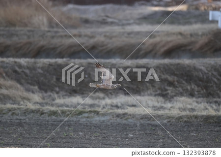 沼澤鷂(大陸型) 沼澤鷂(大陸型) 132393878