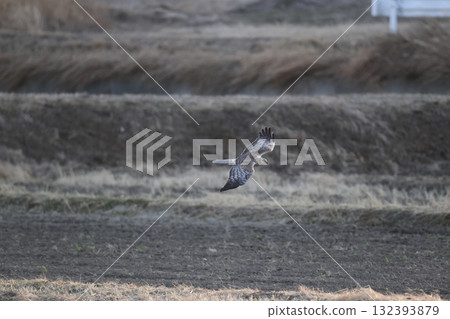 Marsh Harrier (continental type) Marsh Harrier (continental type) 132393879